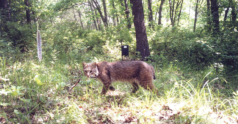 Bobcats in Iowa can move up to 10 miles in a week and more cool things you should know about bobcats | Iowa DNR